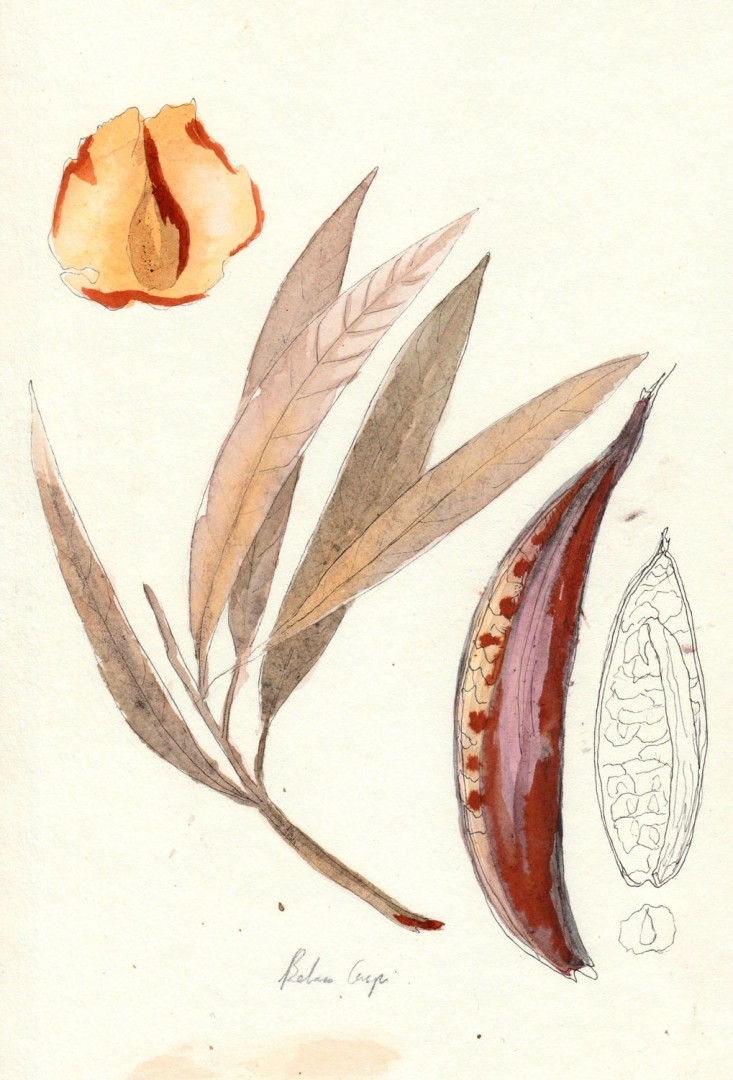 belacocaspi copy