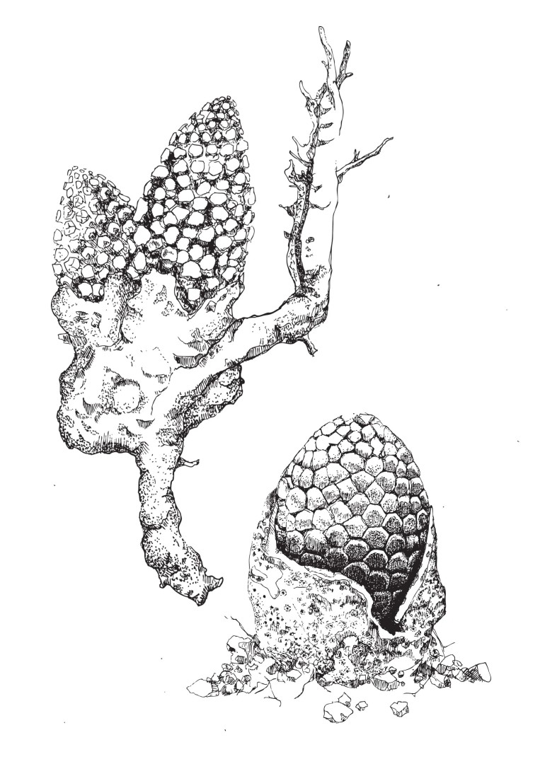 ombrophytum